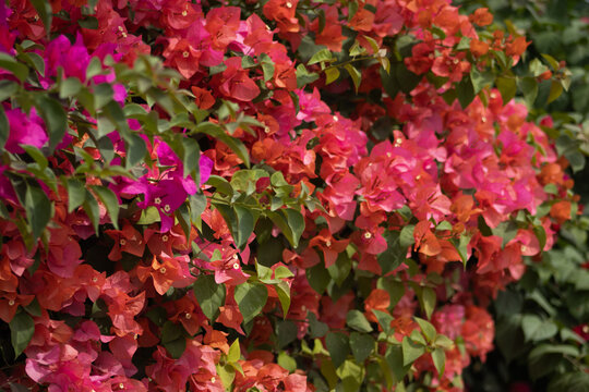 Flores de Bougainvillea, Campeche, M&eacute;xico