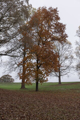 Autumn leaves in color