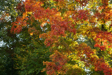 Autumn leaves in color