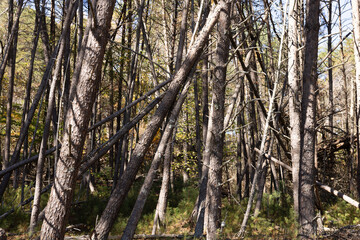 Trees after a storm