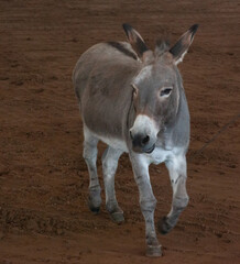 Donkey in  a show ring