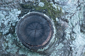 Tree close up with lichen