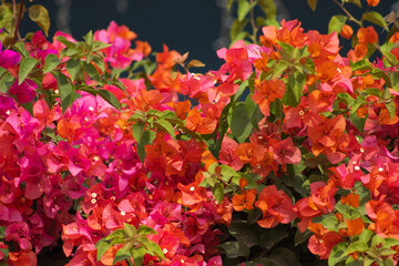 Flores de Bougainvillea, Campeche, M&eacute;xico