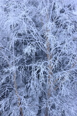 snow covered trees in the forest