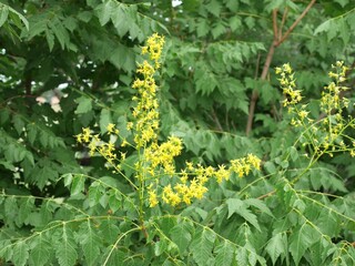 Golden Rain Tree flowers in summer, Colorado