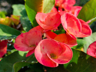 Close-up of Euphorbia milii, crown of thorns,  Christ thorn flower,  Christ plant, Mahkota duri, or...