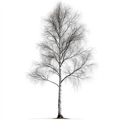 Obraz premium a silhouette of a birch tree, artistic design, minimalist monochrome style, isolated on white background
