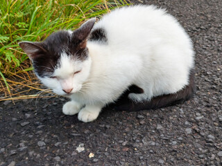 Close up Cute Asian house cat, Felis catus, kucing,  is sitting, playing, and grooming its fur