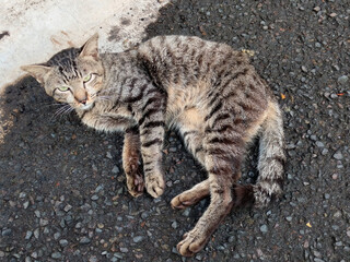 Close up Cute Asian house cat, Felis catus, kucing,  is sitting, playing, and grooming its fur