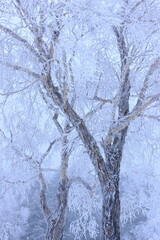 snow covered trees in the forest
