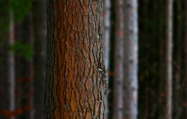 Pine tree trunk in a pine forest. Pine tree in the forest