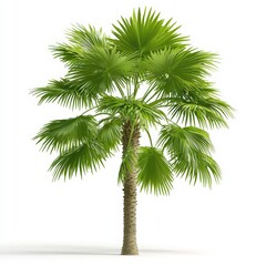 Fototapeta premium a tropical palm tree, exotic plant, 3D realistic style, vibrant green tones, isolated on white background