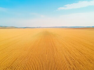 Naklejka premium Golden wheat fields swaying at sunset, warm golden light, aerial view capturing vastness