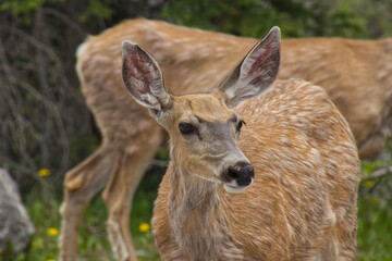 Close up of Young Deer