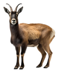 Fototapeta premium PNG Alpine chamois wildlife animal mammal.