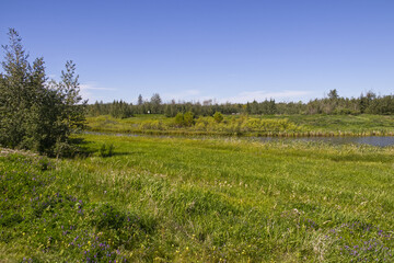 Pylypow Wetlands in the Summer
