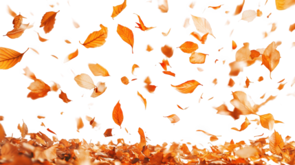 Highdefinition png of falling leaves with transparent background for design use