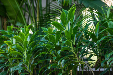 Lush green Cordyline plants, perfect for indoor spaces, tropical-themed projects, or branding. Ideal for decorating wellness centers, spas, or modern interiors.