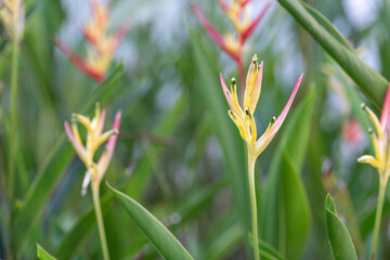 Bright tropical heliconia flowers with vibrant pink petals surrounded by lush green leaves. Perfect for nature, floral, and exotic themes in design or editorial projects.