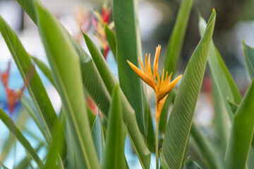 Bright tropical heliconia flowers with vibrant yellow petals surrounded by lush green leaves. Perfect for nature, floral, and exotic themes in design or editorial projects.