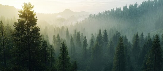 Misty sunrise over evergreen forest, mountain landscape.