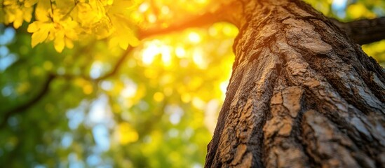 Obraz premium Close-up of tree trunk with sunlit yellow leaves.