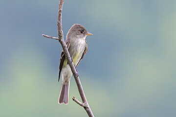 Eastern Wood Pewee Perched on a Branch