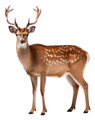 Obraz premium PNG Deer wildlife animal mammal.