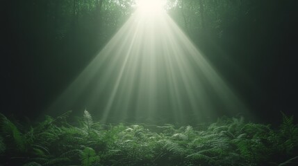 Sunbeams Illuminating Lush Fern Forest Floor