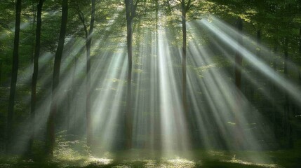 Fototapeta premium Sunbeams Illuminating Mystical Forest Path