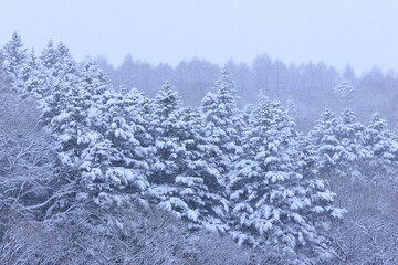 snow covered trees in the forest