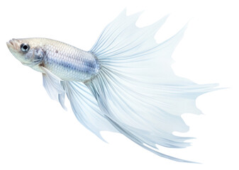 Fototapeta premium PNG Fish animal white background underwater.