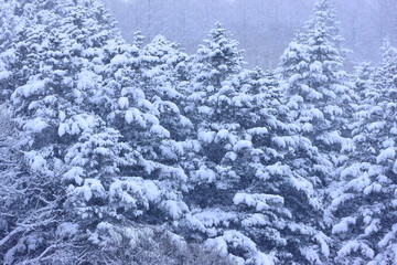 snow covered trees in the forest