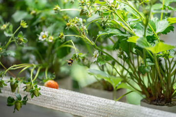 Bumblebee pollinates blooming strawberry plants in greenhouse. Natural pollination, sustainable...