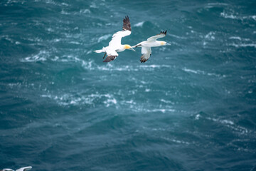 Gannets dot the rugged cliffs of Skoruvikurbjarg, a remote natural gem on Iceland’s Langanes Peninsula