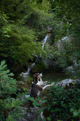 A terrier dog stands beside a rocky creek with cascading water in a green forest. The tranquil and wild setting features lush vegetation and flowing water.