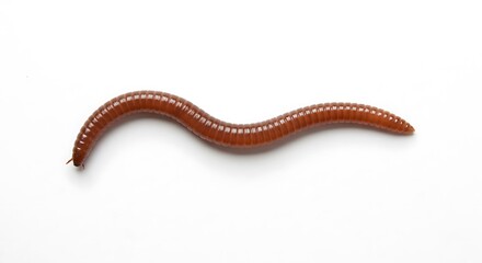 Brown Millipede Arthropod Insect Closeup Macro Photography Wildlife