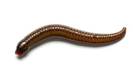 Medicinal Leech Hirudo medicinalis Isolated on White Background Close up Macro Photography Wildlife