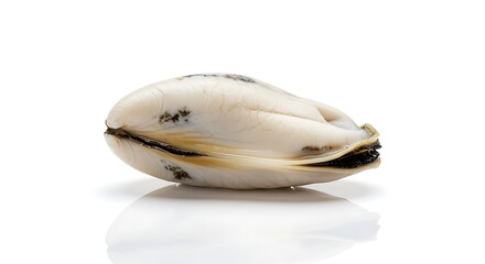 Naklejka premium Fresh Raw Mussel Shellfish Seafood Ocean Delicacy White Background