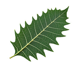 Fototapeta premium Realistic Photograph of a Neem Leaf Shining Brightly Against a Pure White Background for Stock Use