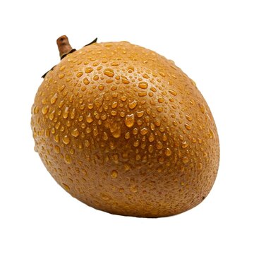sapodilla isolated on white background