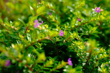 Cuphea hyssopifolia, false heather, Mexican heather, Hawaiian heather or fairy herb, is a small evergreen shrub native to Mexico, Guatemala, and Honduras. decorative plants. macro photography. 