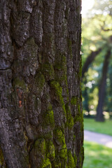 A CloseUp View of Intricate Tree Bark Featuring Lush Green Moss Within a Vibrant Park Setting
