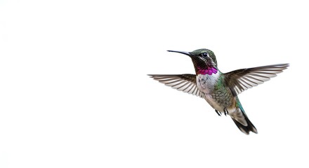 Anna s Hummingbird in Flight Isolated on White Background