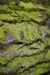 CloseUp of Textured Bark Covered with Bright Green Moss Found in Natures Vibrant Ecosystem