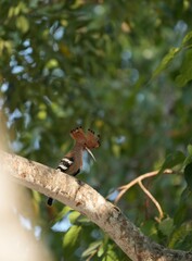 The Woodpecker lives naturally in Ayutthaya Province, Thailand.