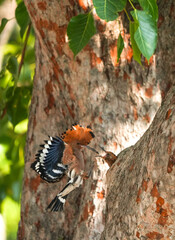 The Woodpecker lives naturally in Ayutthaya Province, Thailand.