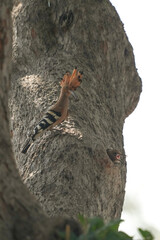 The Woodpecker lives naturally in Ayutthaya Province, Thailand.