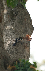 The Woodpecker lives naturally in Ayutthaya Province, Thailand.