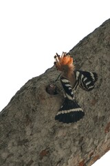 The Woodpecker lives naturally in Ayutthaya Province, Thailand.